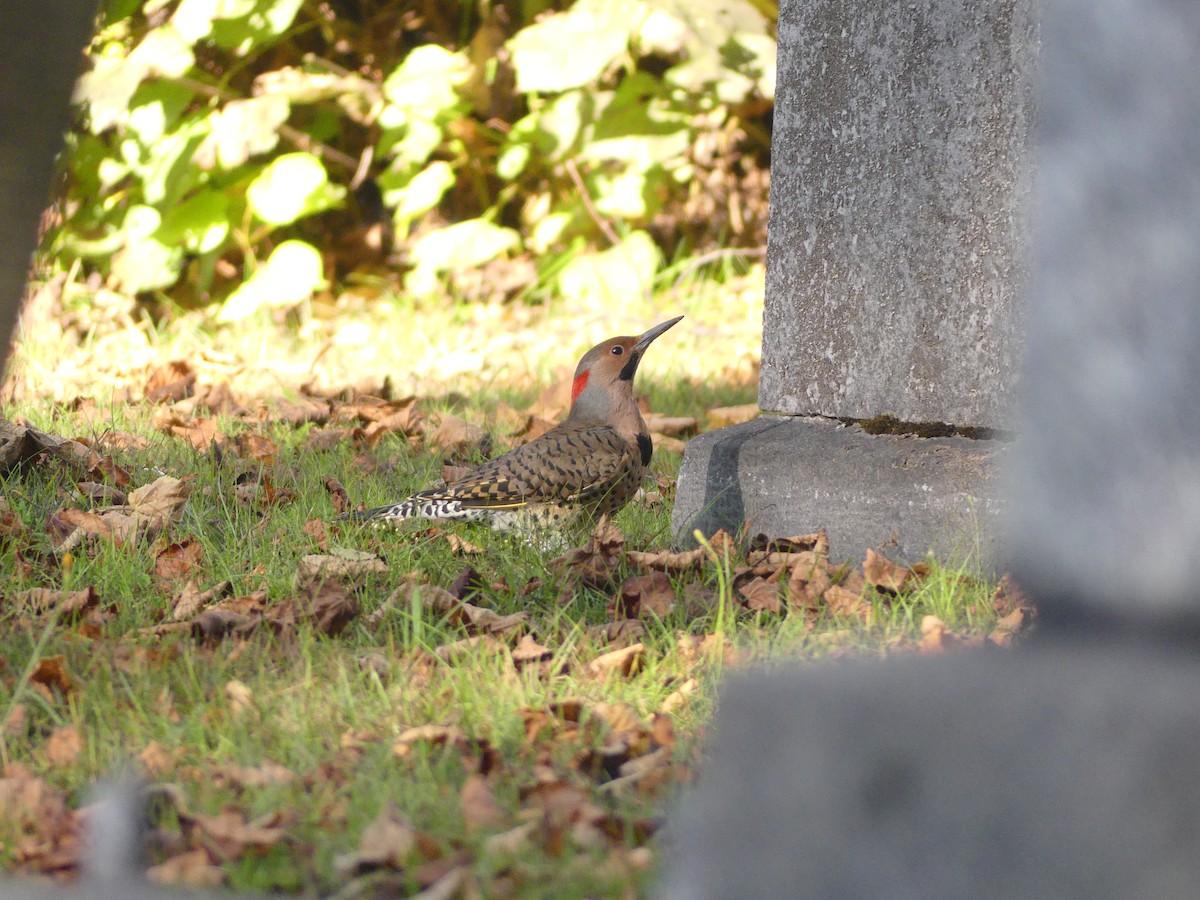 Northern Flicker - ML643057009