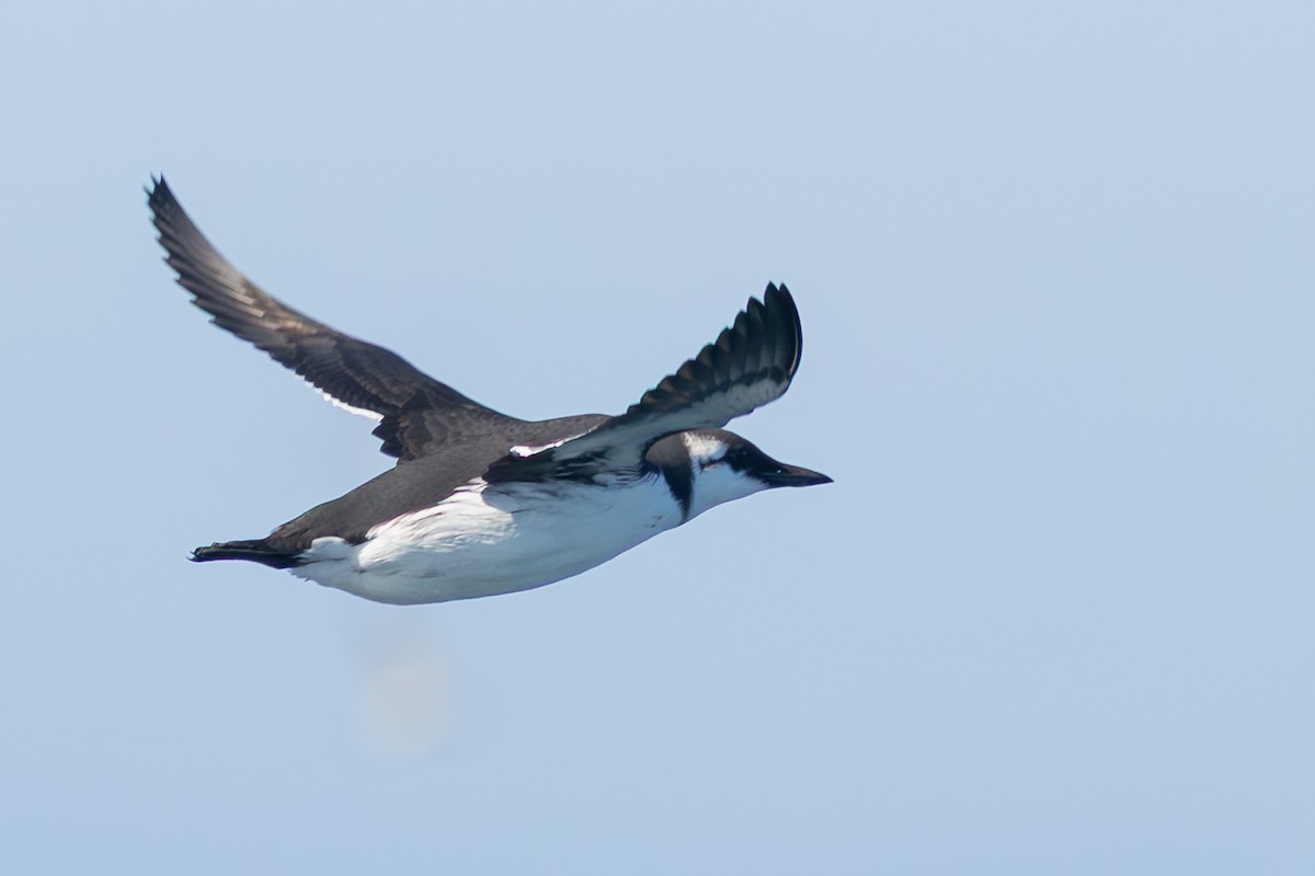 Common Murre - ML643057029