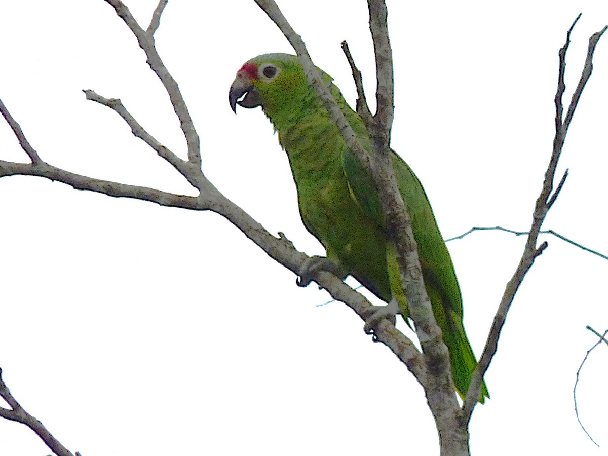 Red-lored Amazon - ML643057052