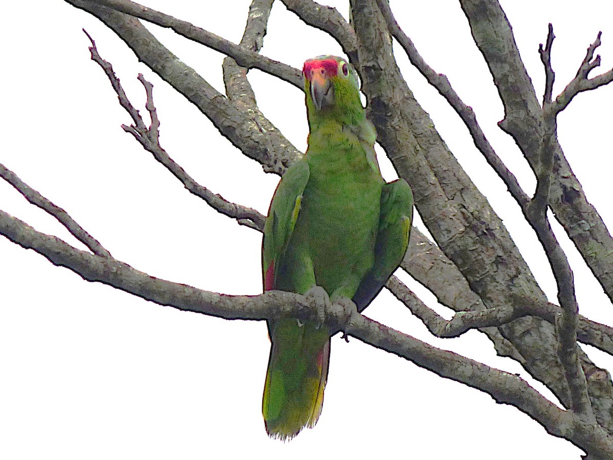 Red-lored Amazon - ML643057053