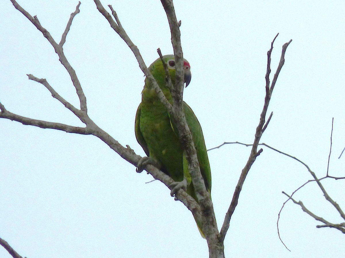 Red-lored Amazon - ML643057054