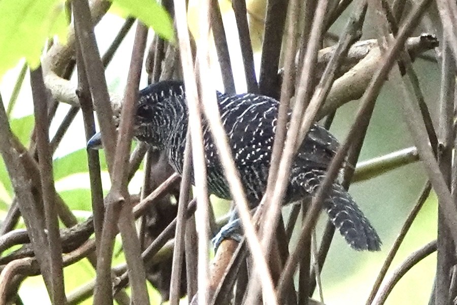 Zebraameisenwürger - ML643057058