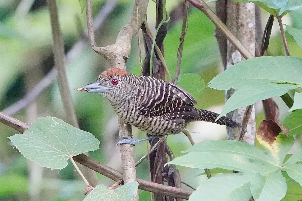 Zebraameisenwürger - ML643057059