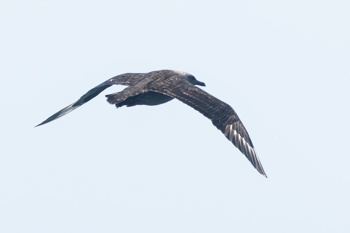 South Polar Skua - ML643057060