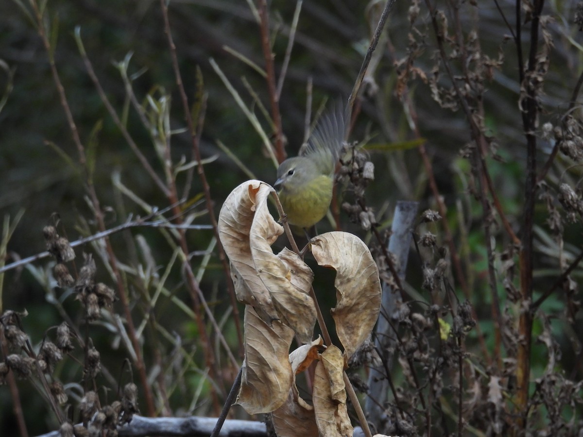 Orange-crowned Warbler - ML643057092