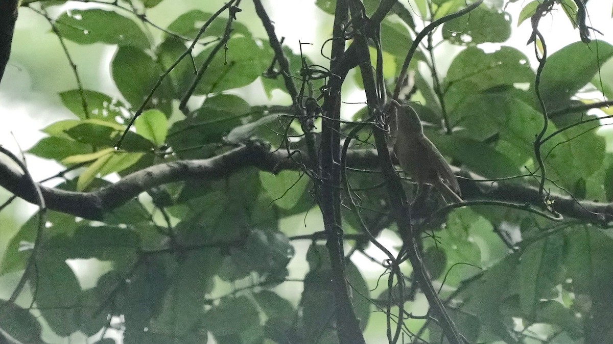 Brown-cheeked Fulvetta - ML643057102