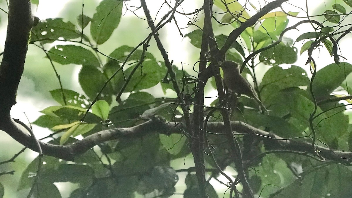 Brown-cheeked Fulvetta - ML643057107