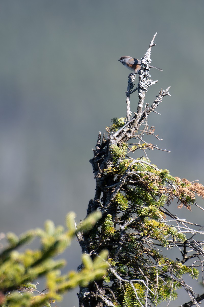 Boreal Chickadee - ML643057124