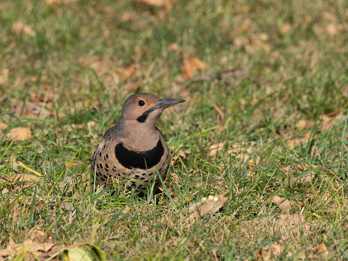Northern Flicker - ML643057139