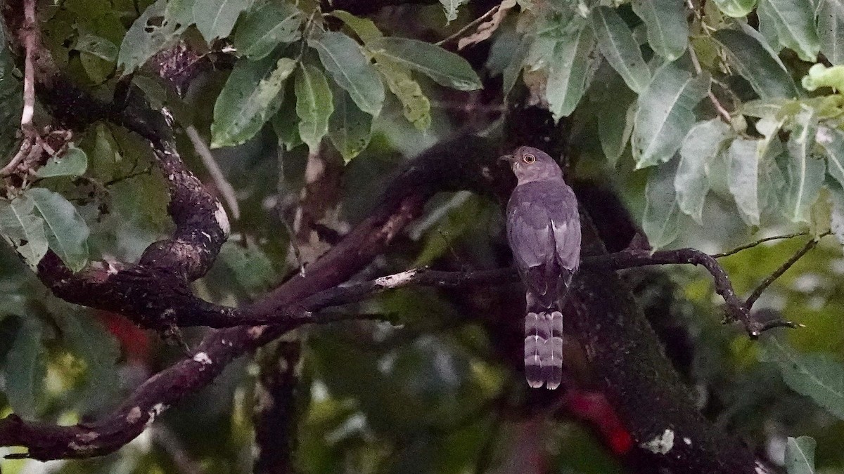 Common Hawk-Cuckoo - ML643057140