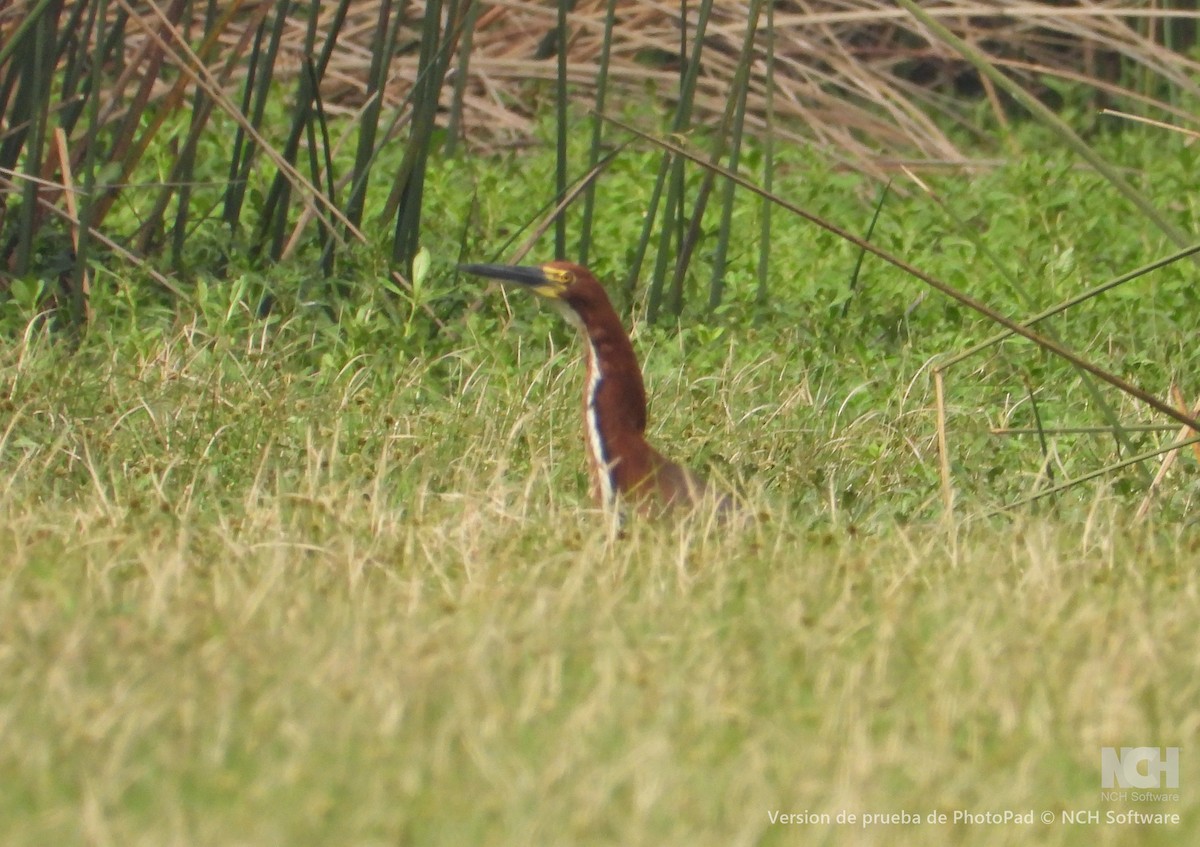 Rufescent Tiger-Heron - ML643057146