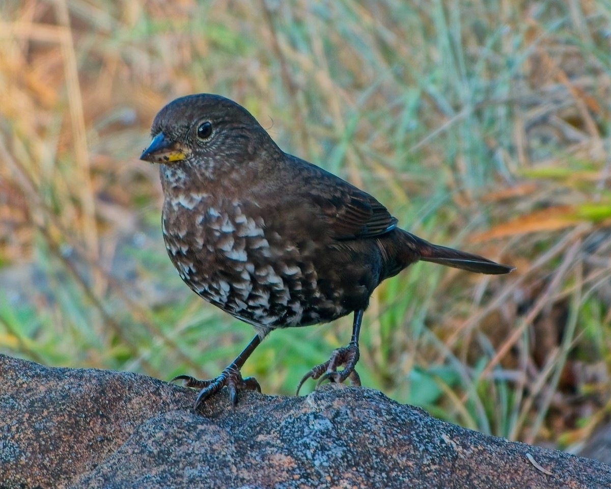 Fox Sparrow (Sooty) - ML643057158