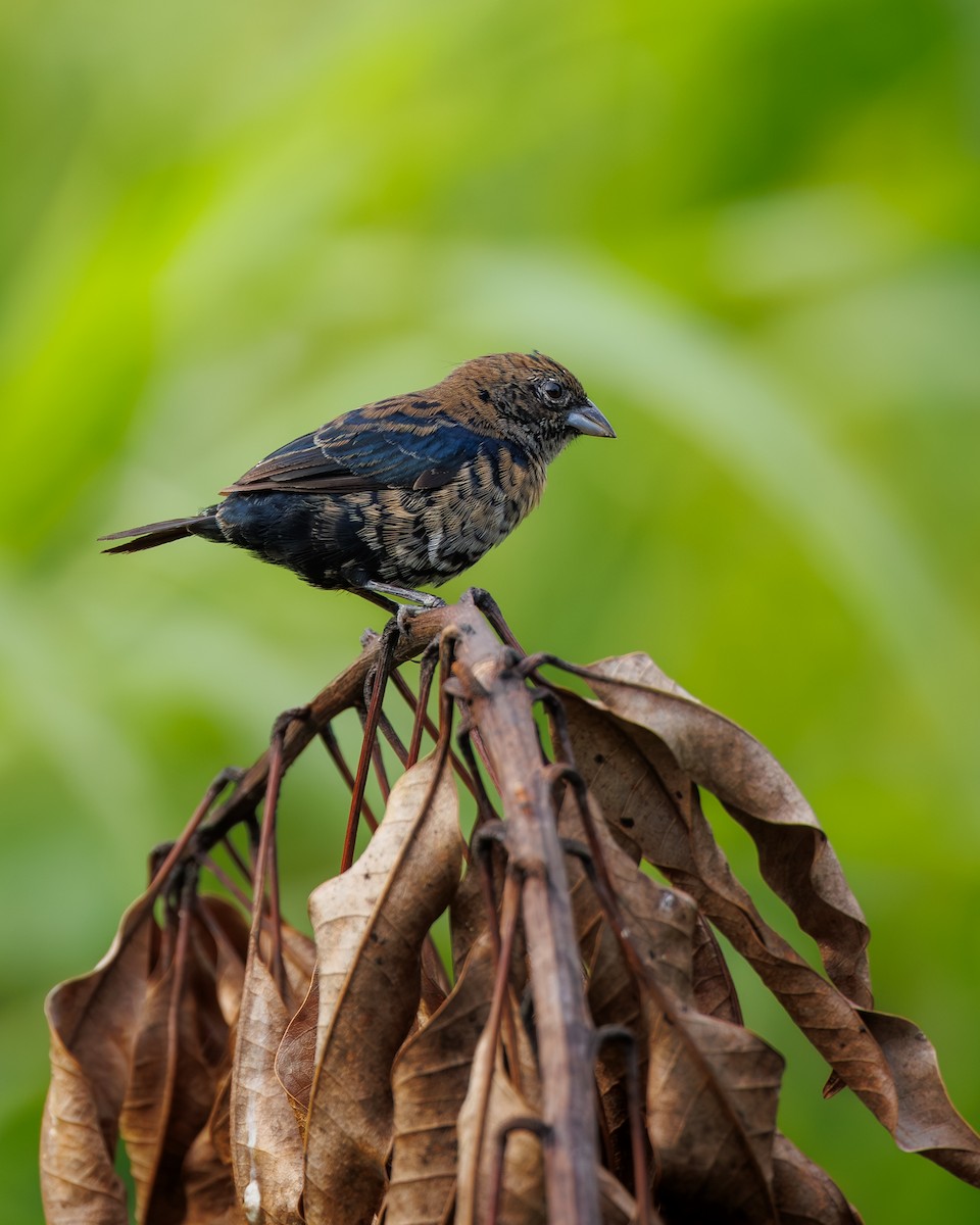 Blue-black Grassquit - ML643057165