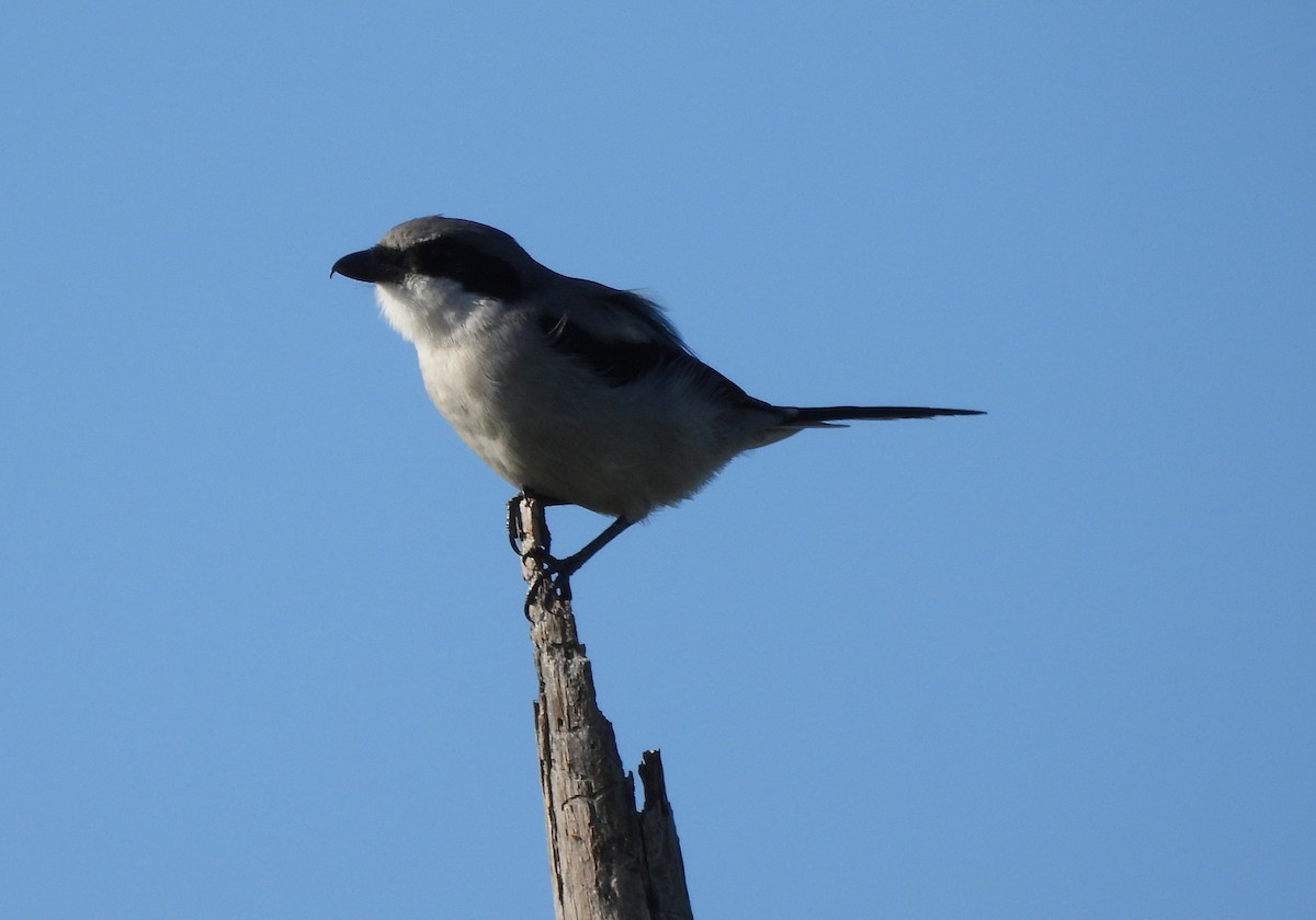 Loggerhead Shrike - ML643057219