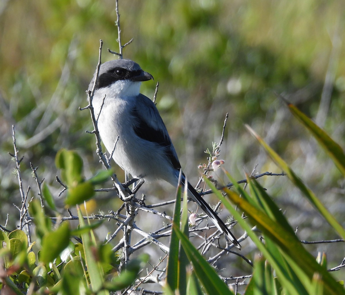 Loggerhead Shrike - ML643057220