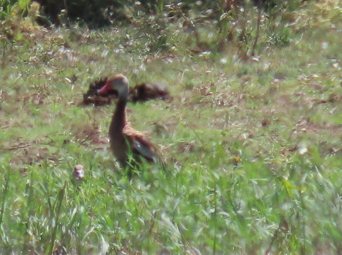 Black-bellied Whistling-Duck - ML643057238