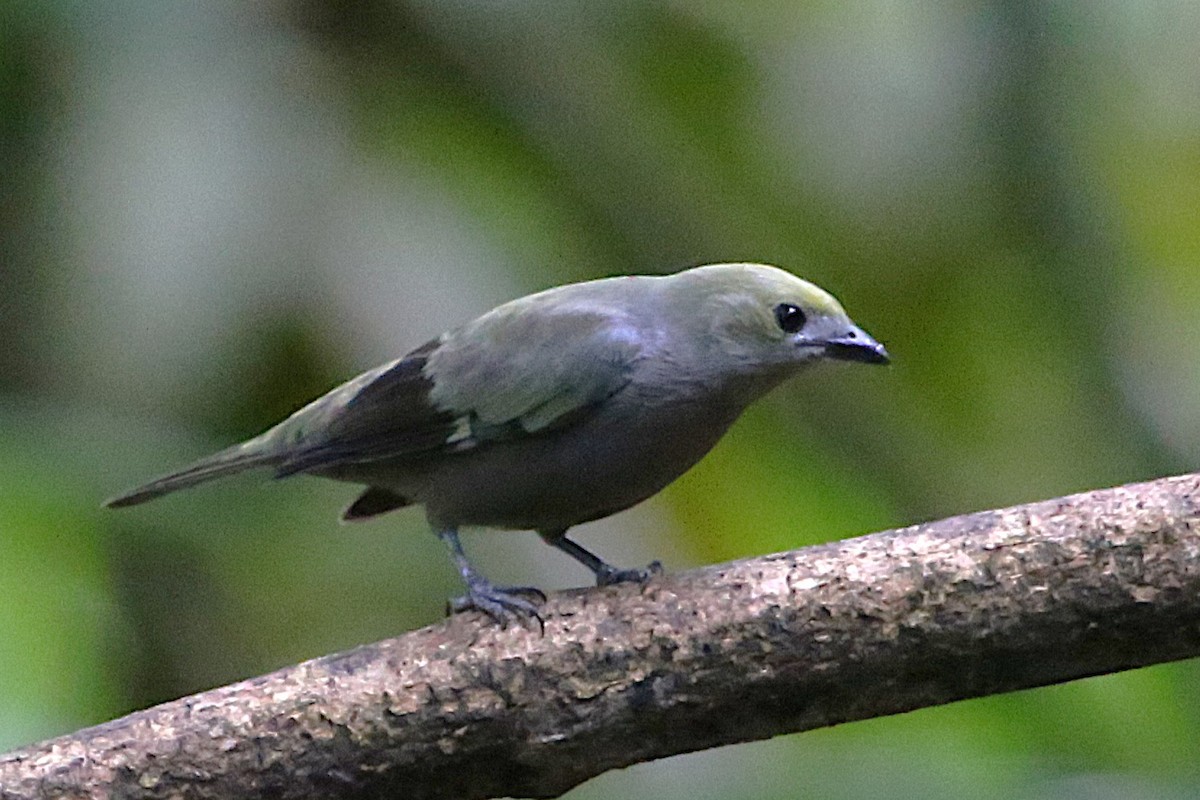 Palm Tanager - ML643057240
