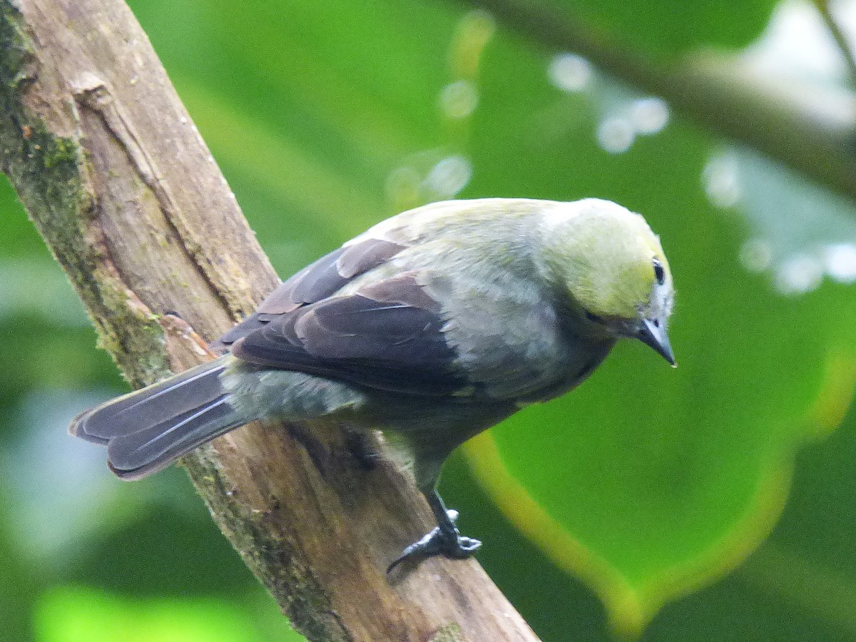 Palm Tanager - ML643057241