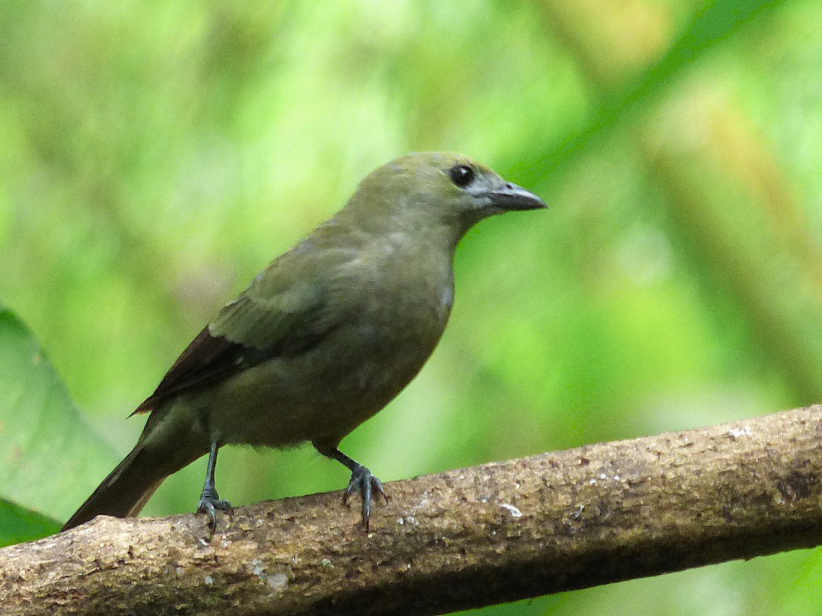 Palm Tanager - ML643057242