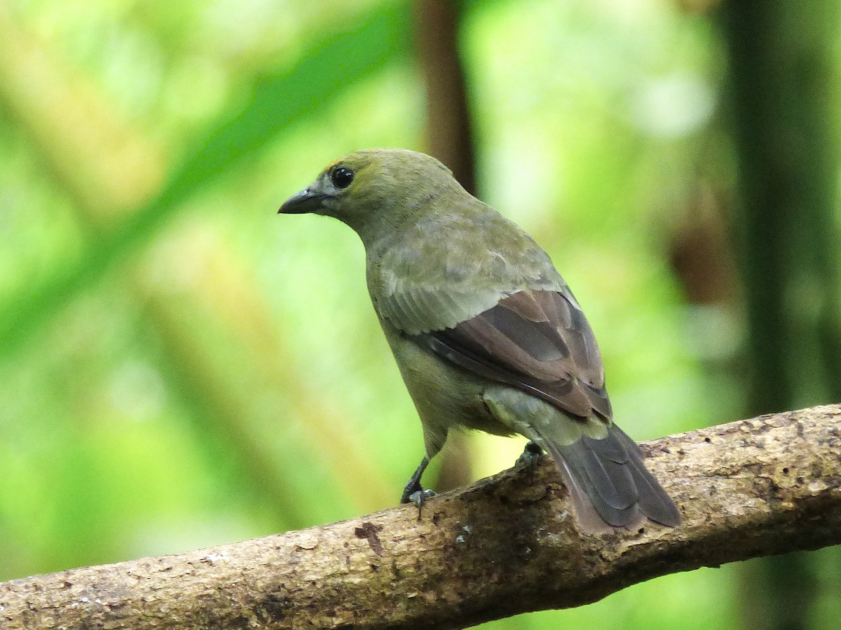Palm Tanager - ML643057243