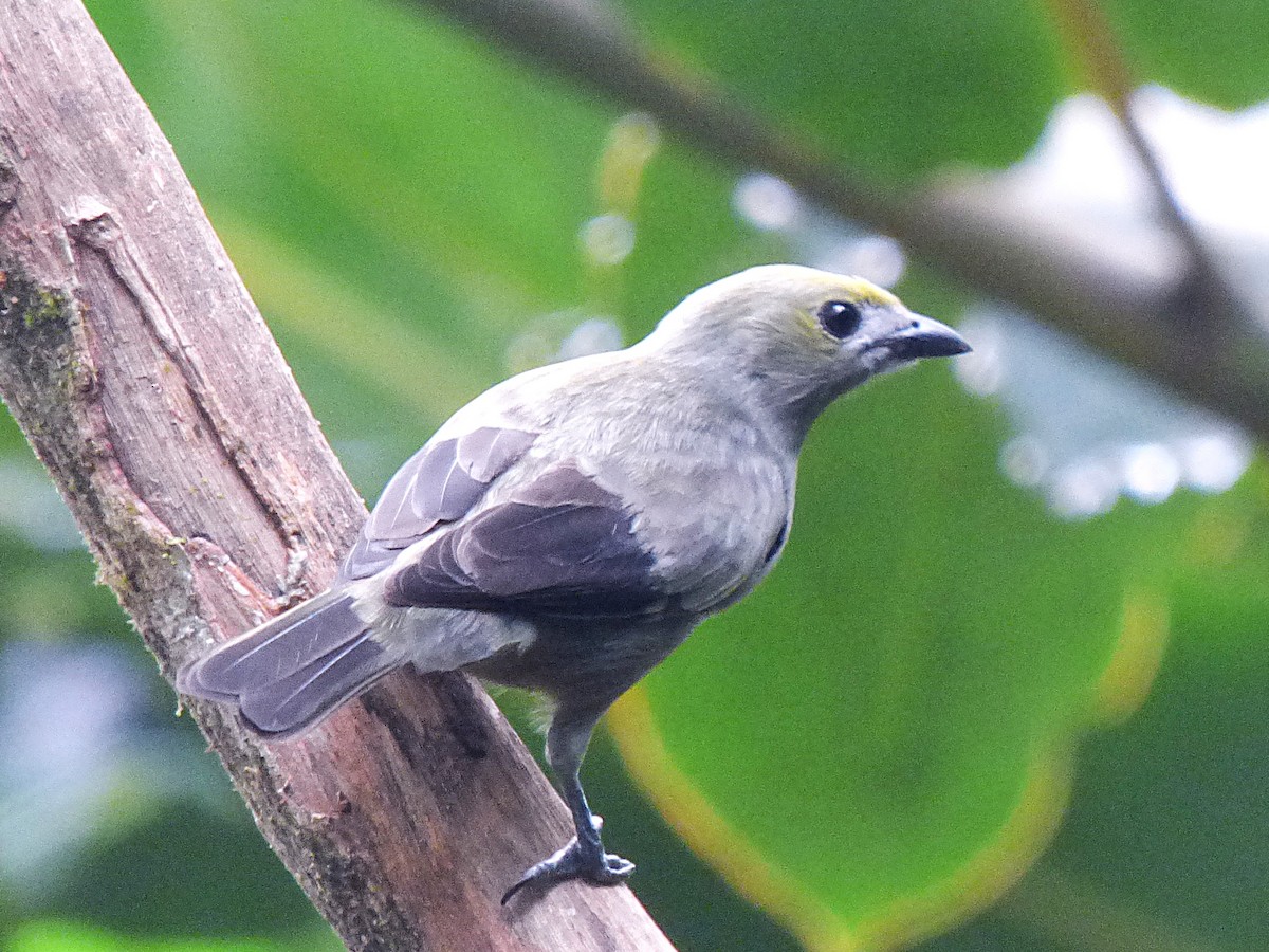 Palm Tanager - ML643057244