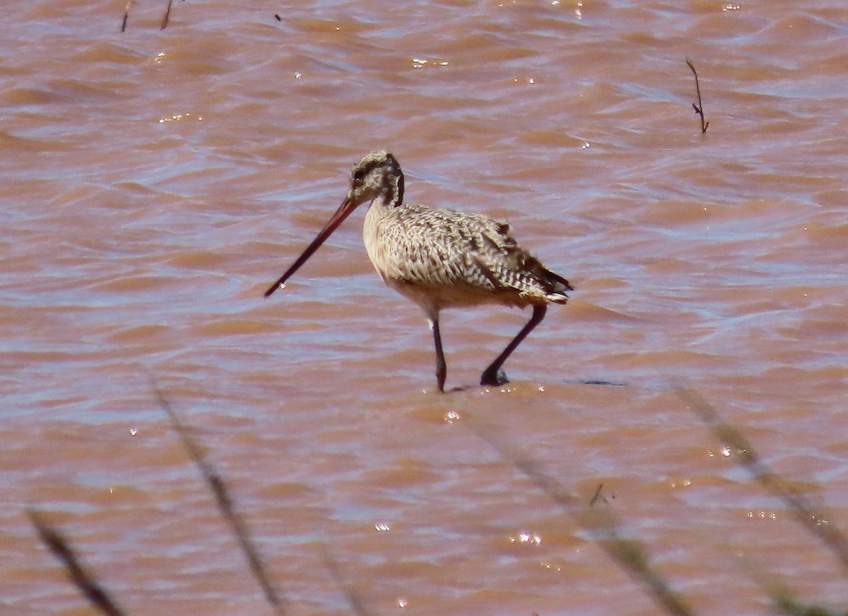 Marbled Godwit - ML643057260