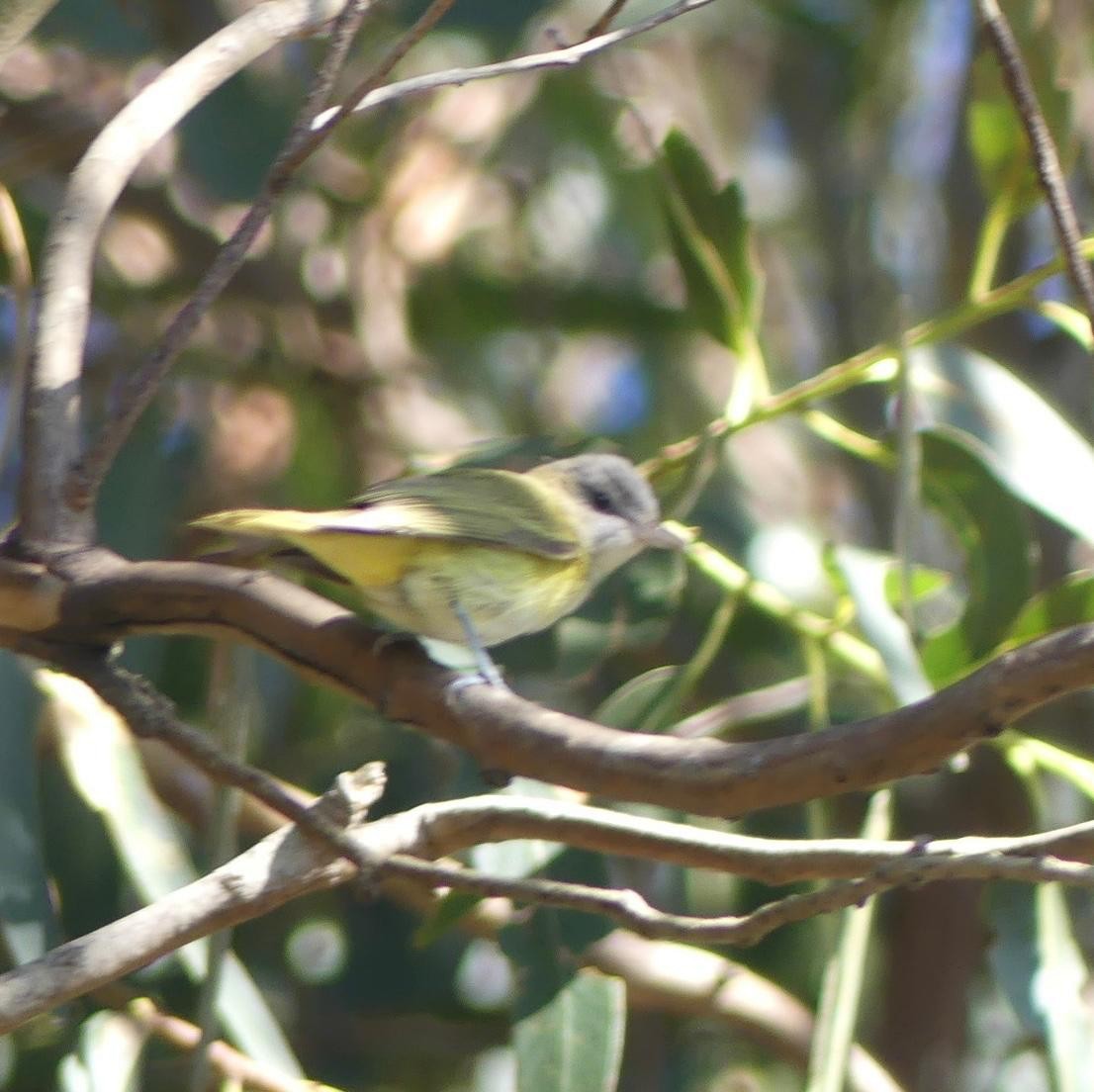 Yellow-green Vireo - ML643057289