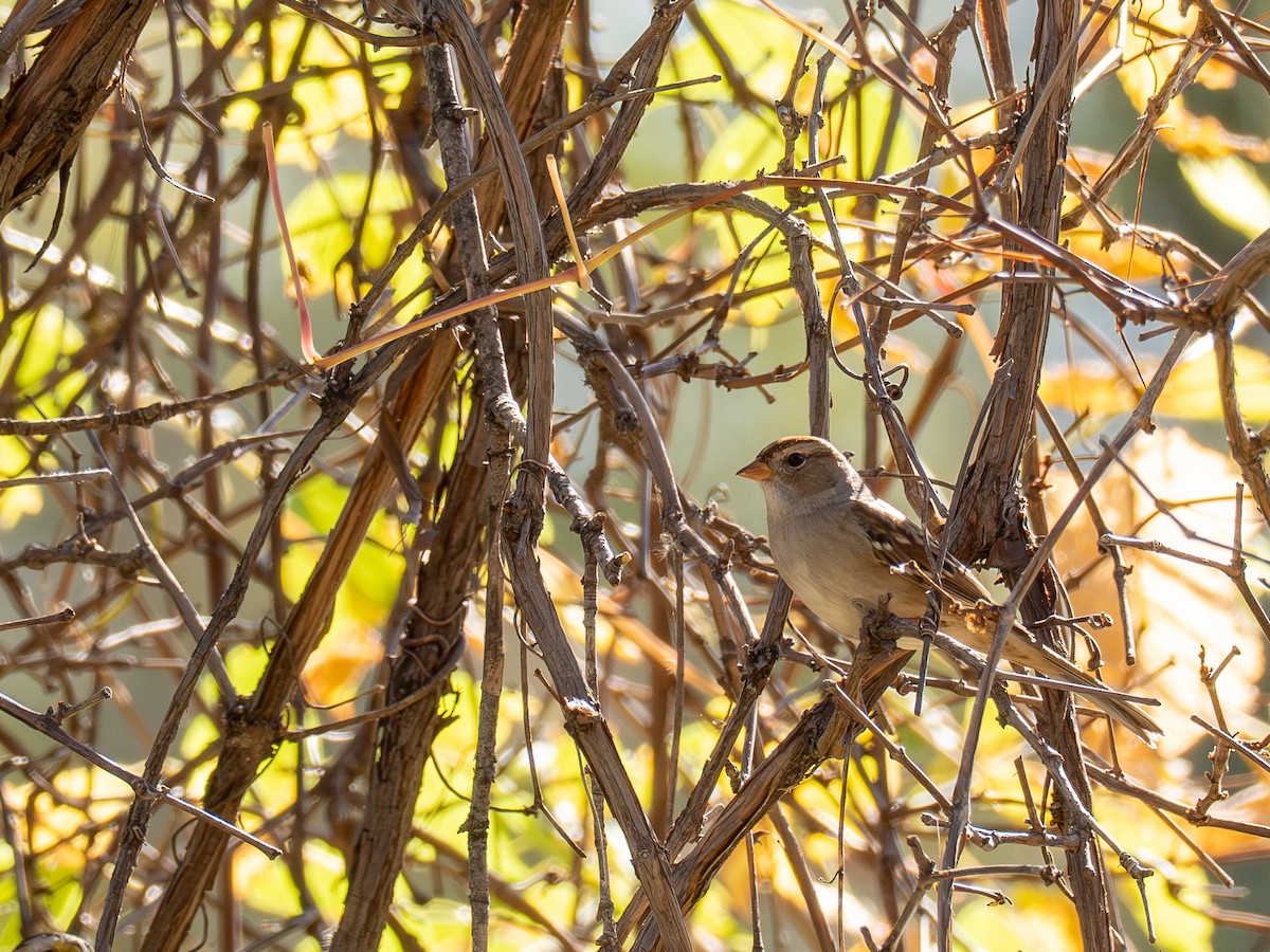 White-crowned Sparrow - ML643057290