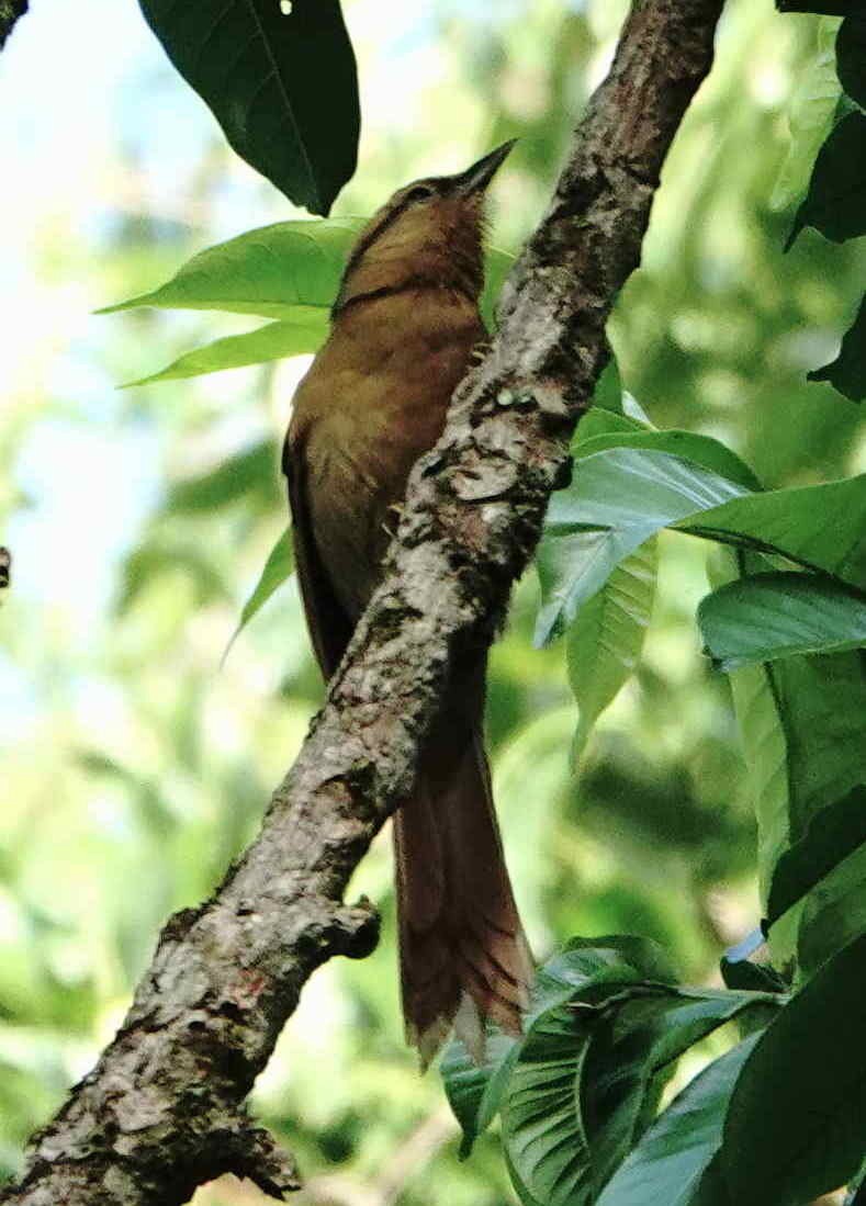 Buff-fronted Foliage-gleaner - ML643057298