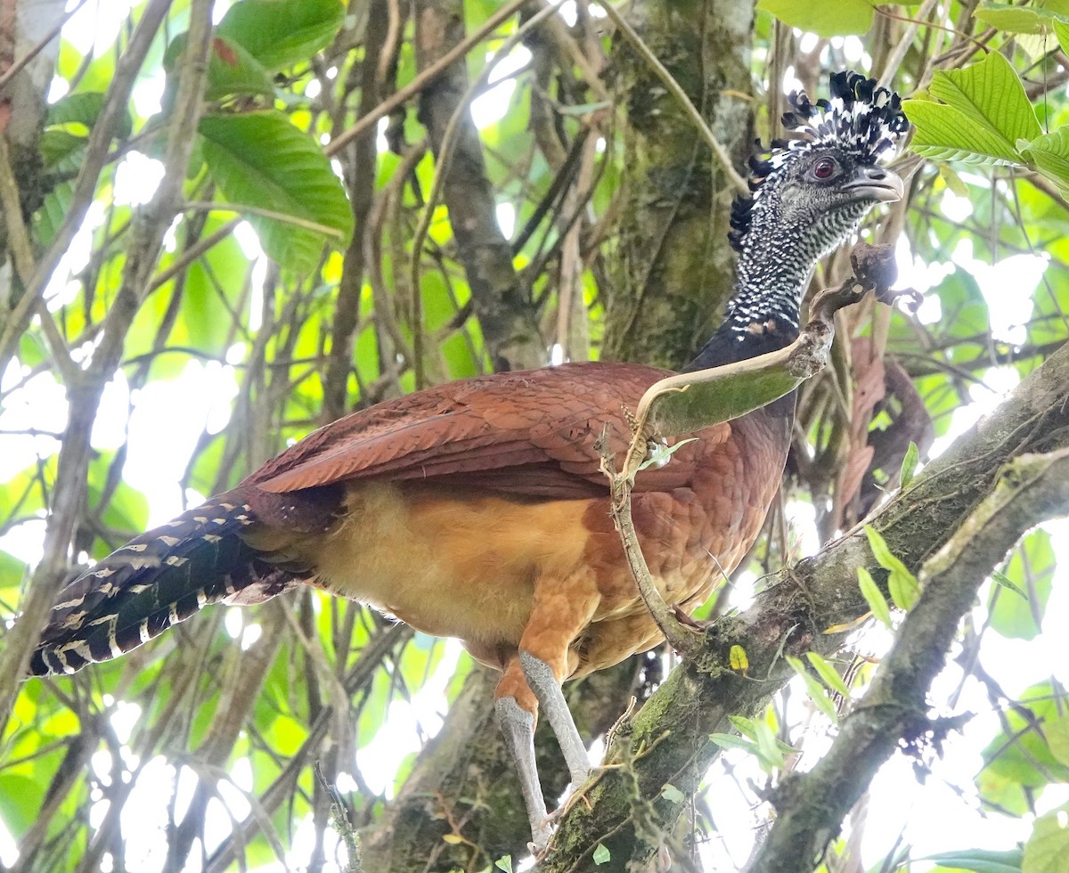 Great Curassow - ML643057303