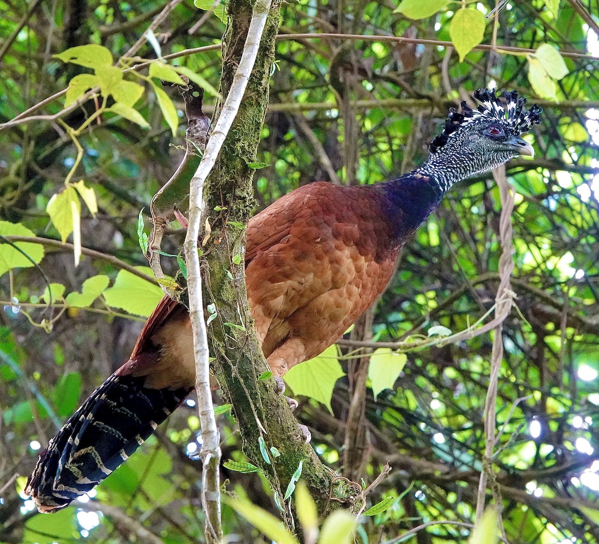 Great Curassow - ML643057304