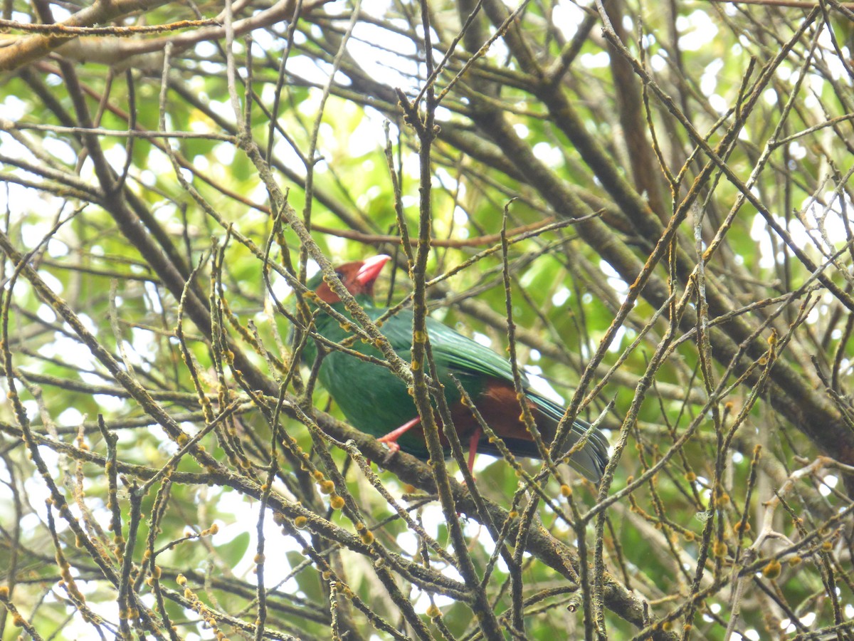 Grass-green Tanager - ML643057330