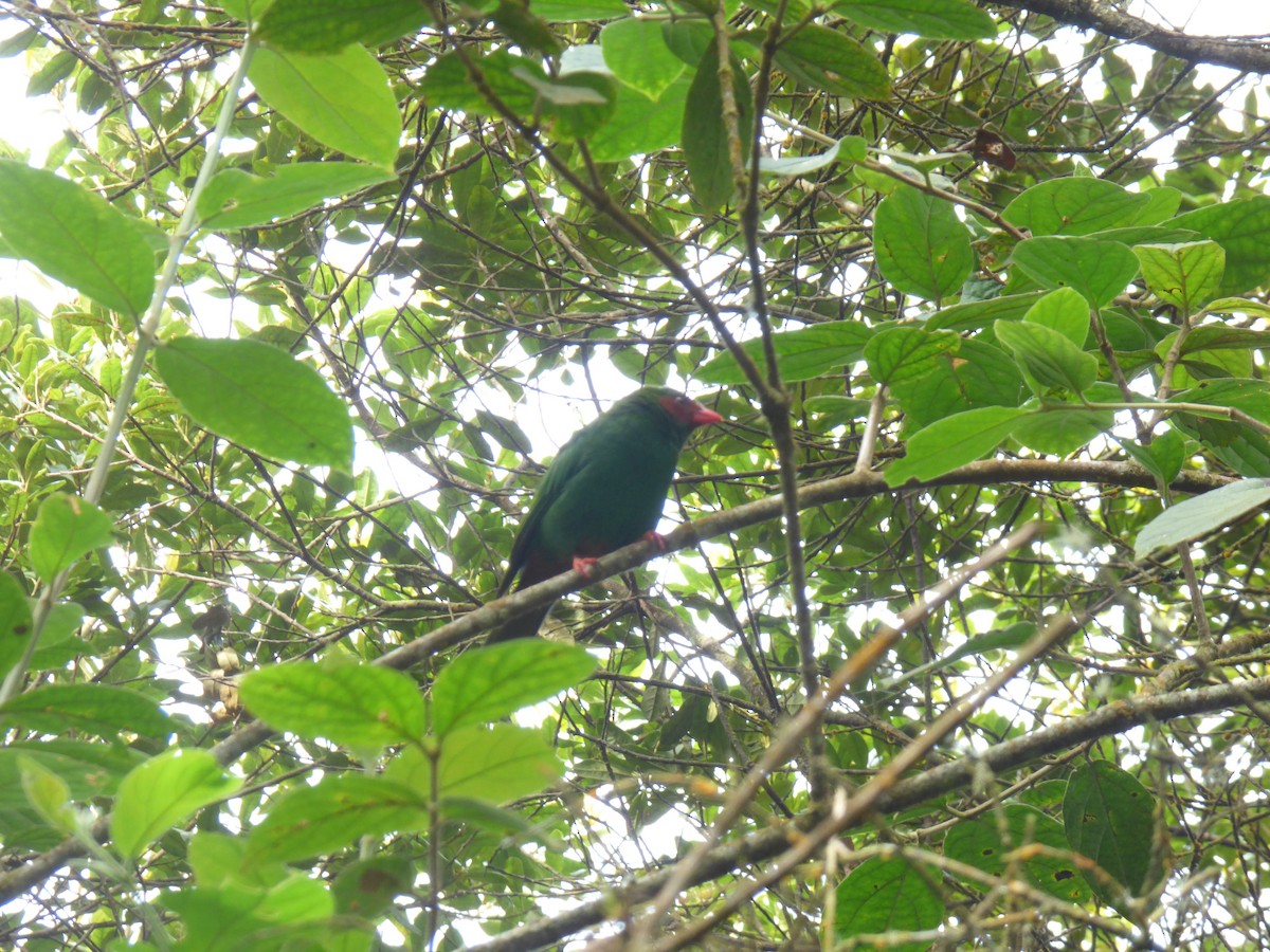 Grass-green Tanager - ML643057331