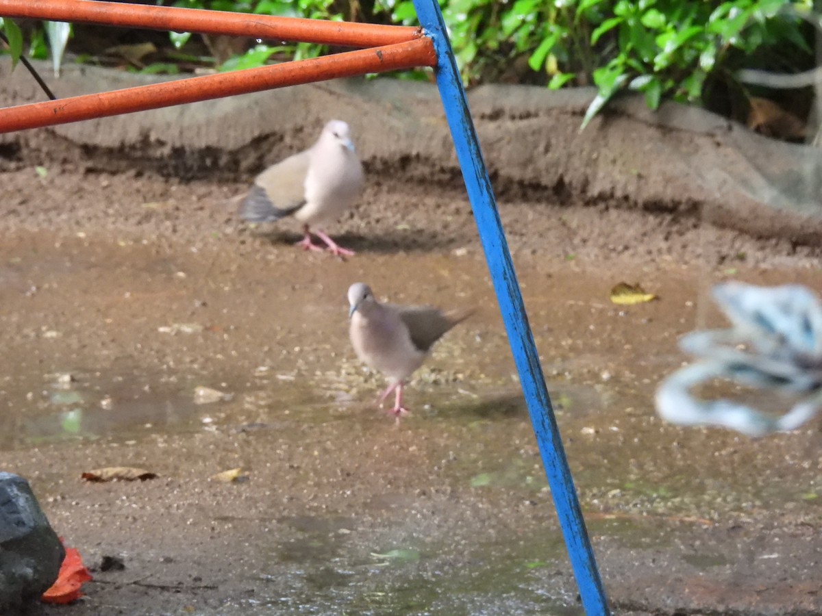 White-tipped Dove - ML643057347