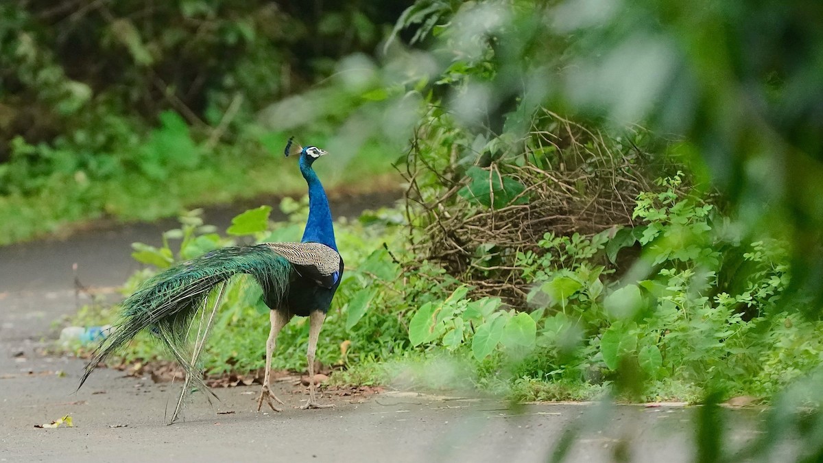 Indian Peafowl - ML643057361