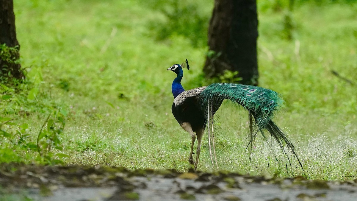 Indian Peafowl - ML643057365