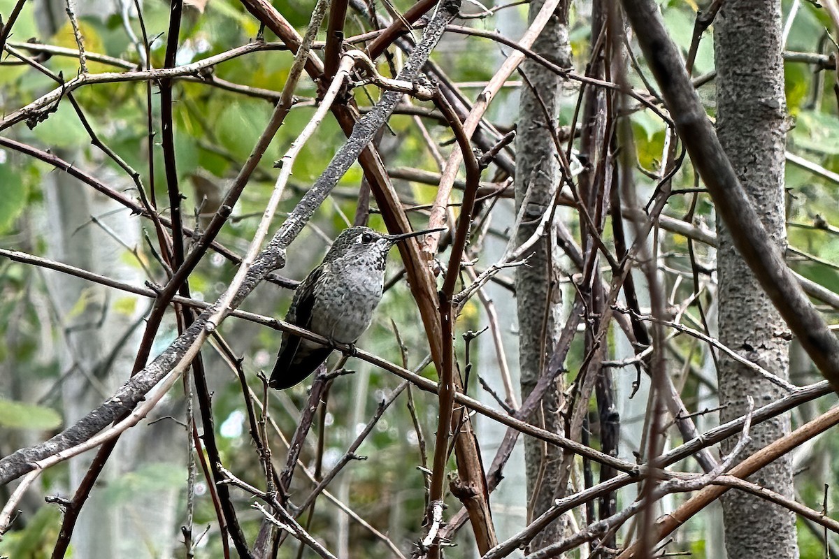 Anna's Hummingbird - ML643057369
