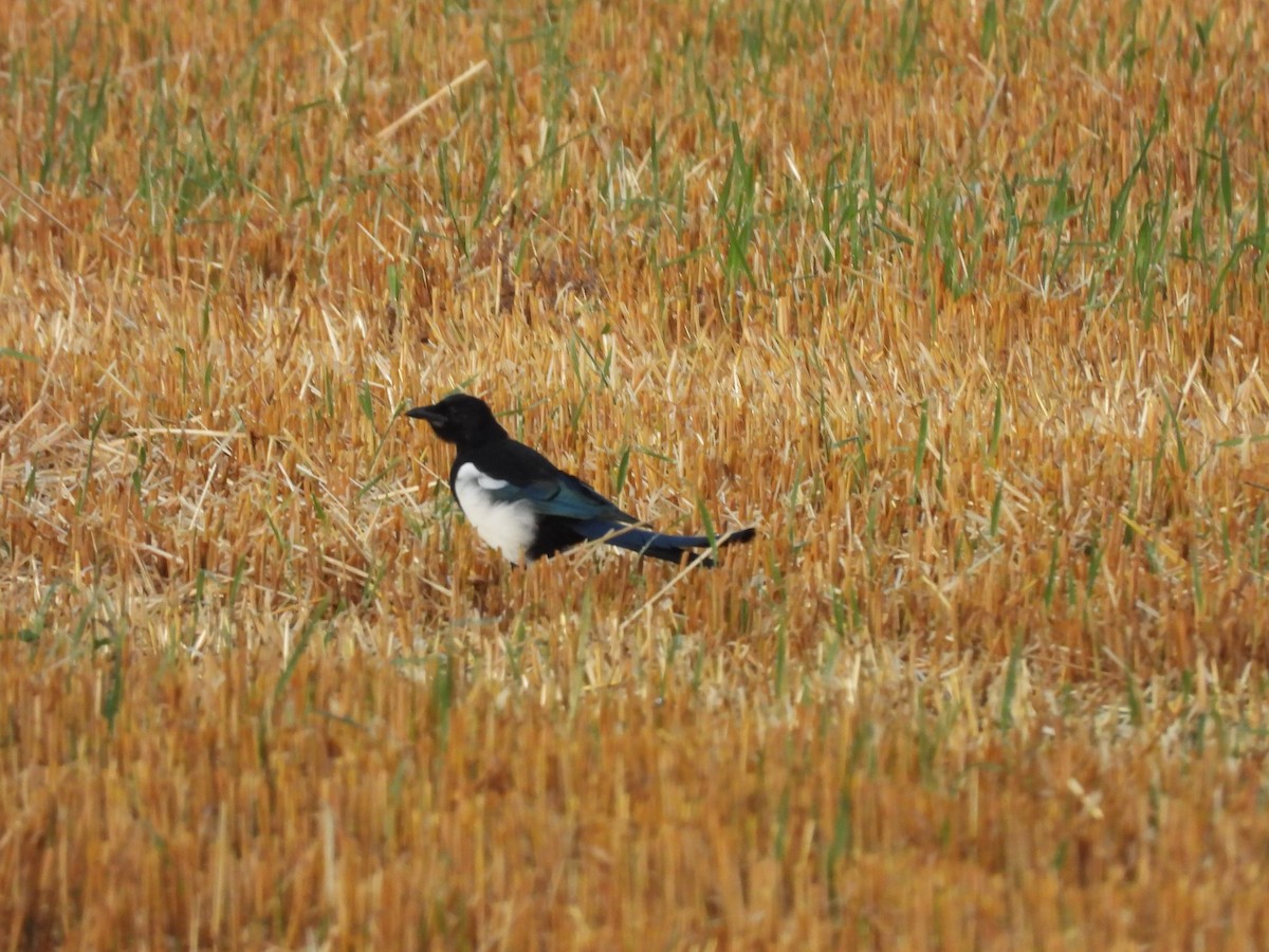 Black-billed Magpie - ML643057383