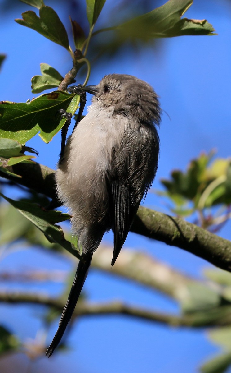 Bushtit - ML643057384