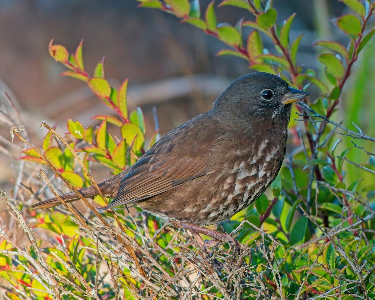 Fox Sparrow (Sooty) - ML643057389