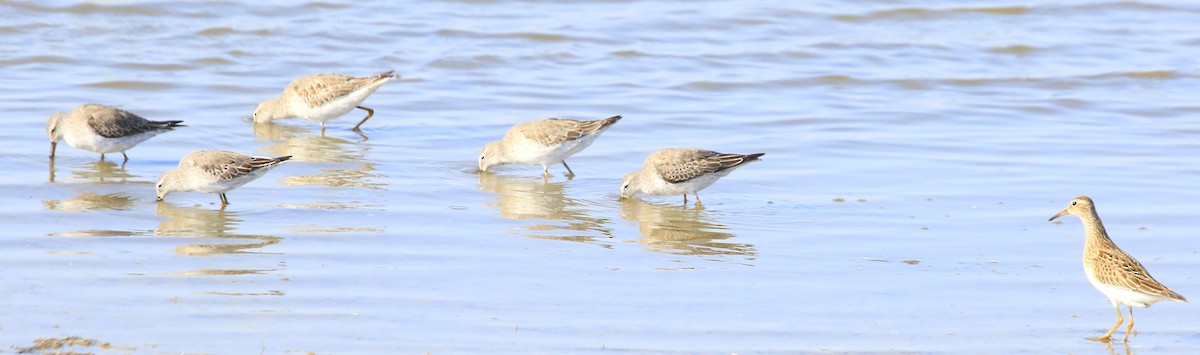 Stilt Sandpiper - ML643057404