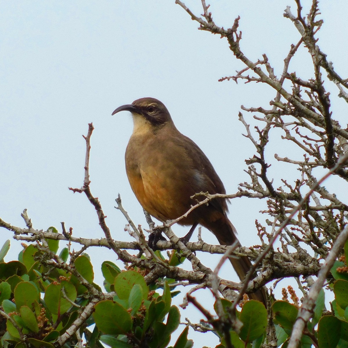 California Thrasher - ML643057446