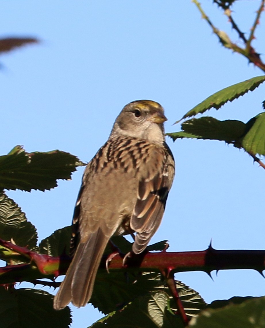 Bruant à couronne dorée - ML643057450