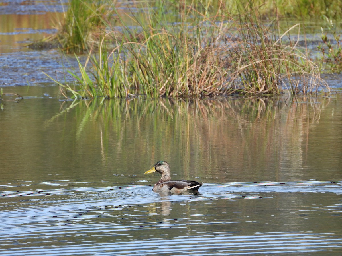 Mallard - ML643057464