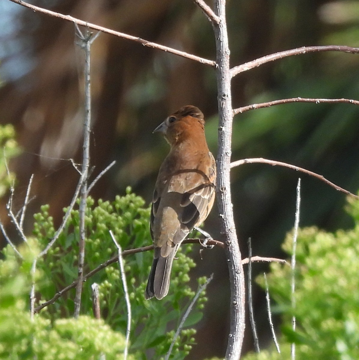 Blue Grosbeak - ML643057474