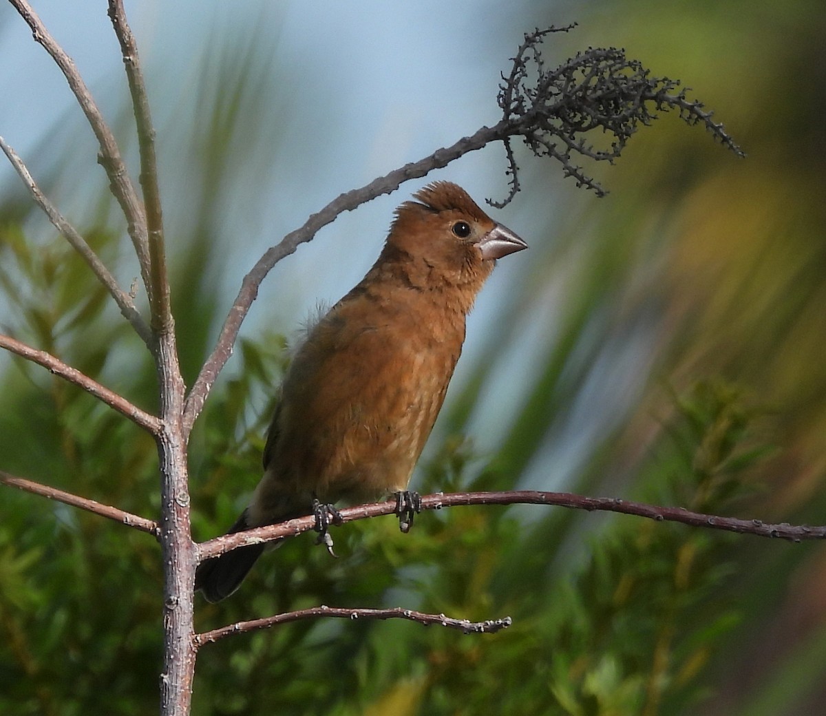 Blue Grosbeak - ML643057475