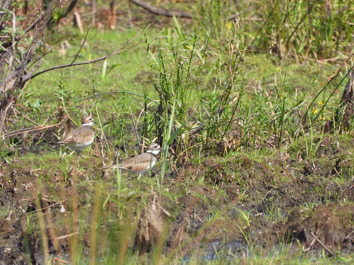 Killdeer - ML643057481