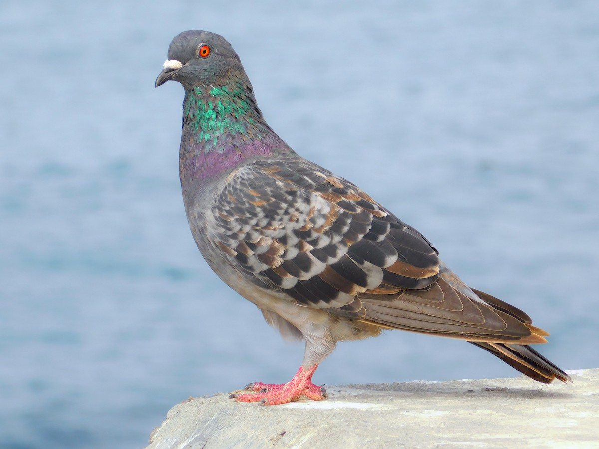 Rock Pigeon (Feral Pigeon) - ML643057483