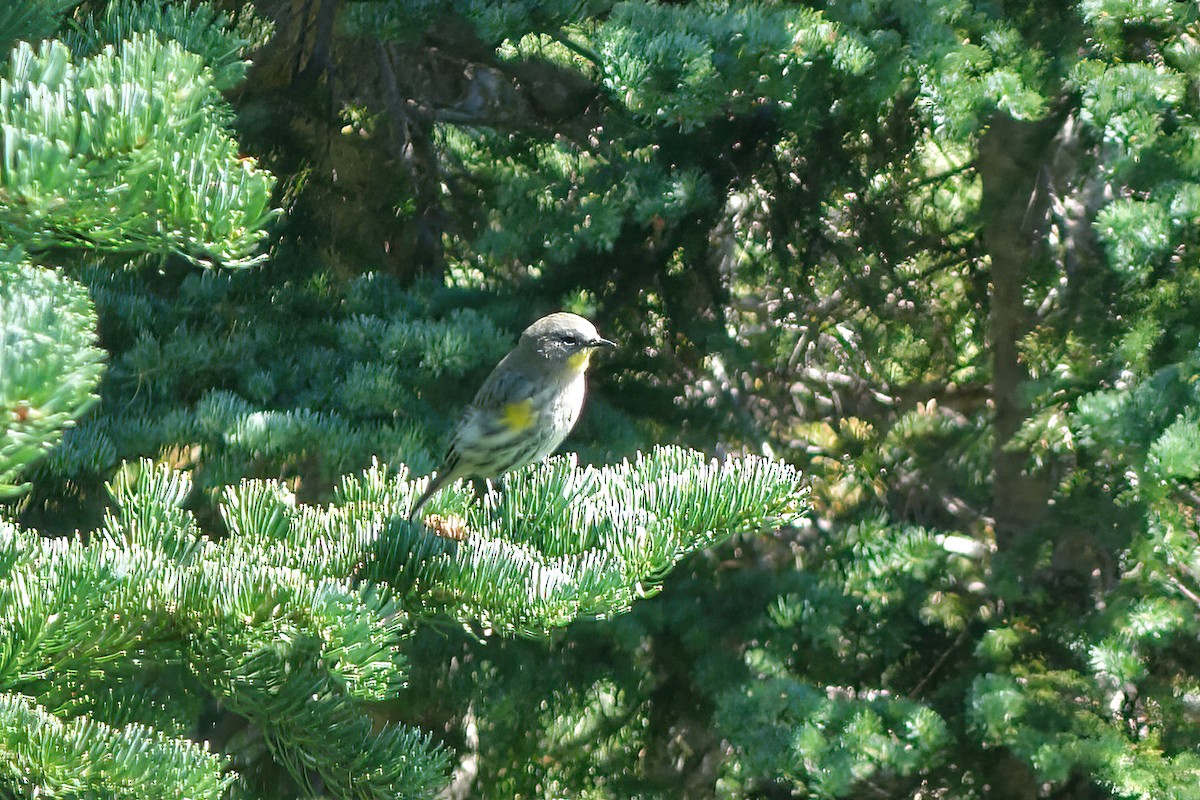 Yellow-rumped Warbler - ML643057490
