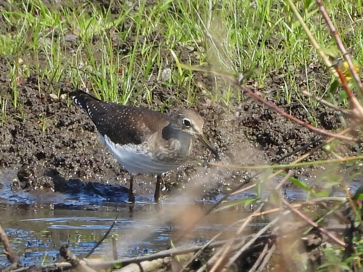 Solitary Sandpiper - ML643057494